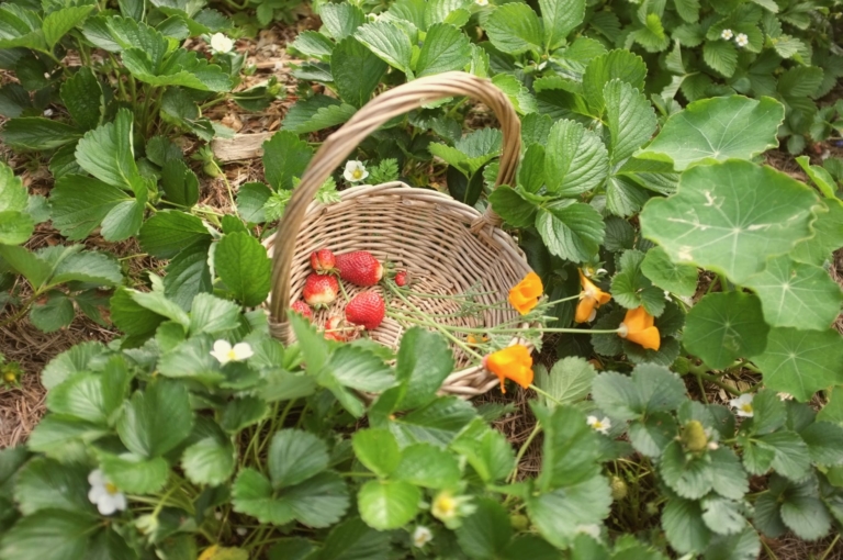 Strawberries in a basket in a garden - Secret Gardens